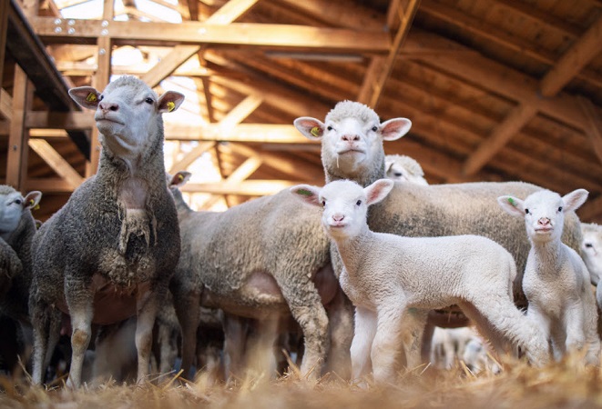 کنترل طبیعی کنه در گوسفند