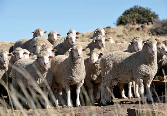 مقابله با هجوم کنه در گوسفند